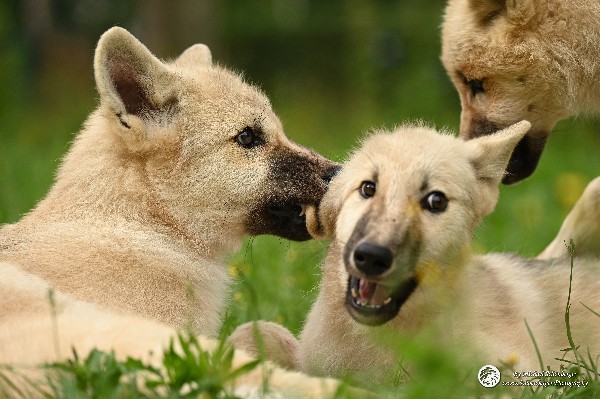 Polarwölfe Arctic wolves Anyu Nova Yuki